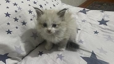 сиамский кот цена: Котёнок, длинношёрстный, кремово-белого окраса с тёмным ушками и — 5