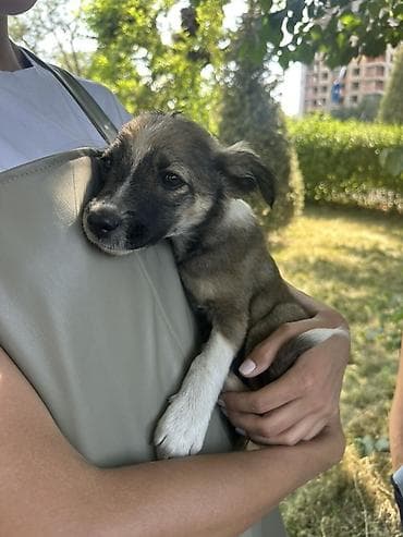 ищу собаку: Где ты, мой хозяин?🥹 я очень-очень жду, когда ты заберешь меня домой — 3