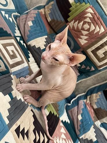 канадская кошка: Сфинкс, 4 месяца, Мальчик, Рыжий, Приучена к лотку, С прививками — 1