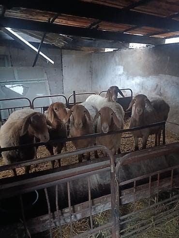 Аквариумдар: Сатам | Ургаачы кой (ургаачы), Козу | Арашан | Көбөйтүү үчүн | Ургаачы — 10