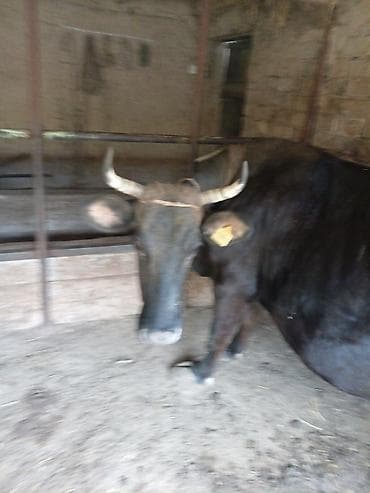 швец карова: Продаю | Корова (самка) | Швицкая | Для молока | Привязанные — 2