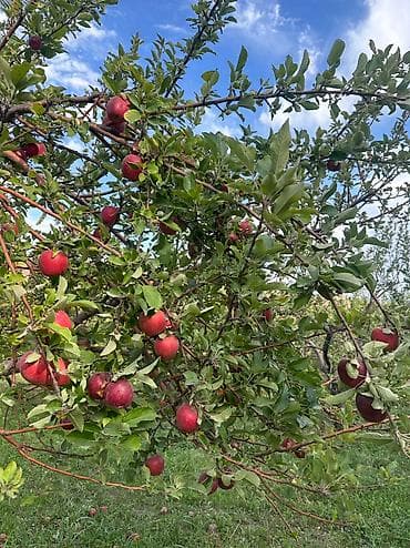 продать яблоки оптом: Яблоки Превосходное, Оптом — 2