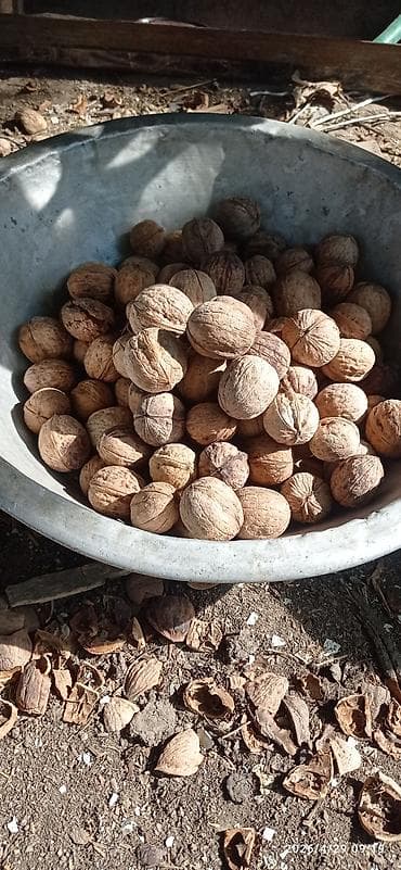 Азык-түлүктөр: Грецкий орех в скорлупе 100 - Урожай в ящике, калибр смешанный - — 2