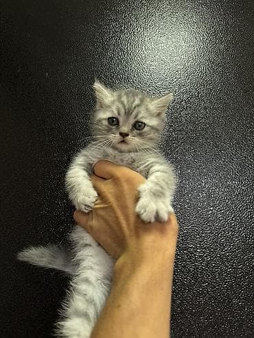 Животные: 🐾 Шотландские вислоухие котята (Scottish Fold) 🐾 Продаются — 5