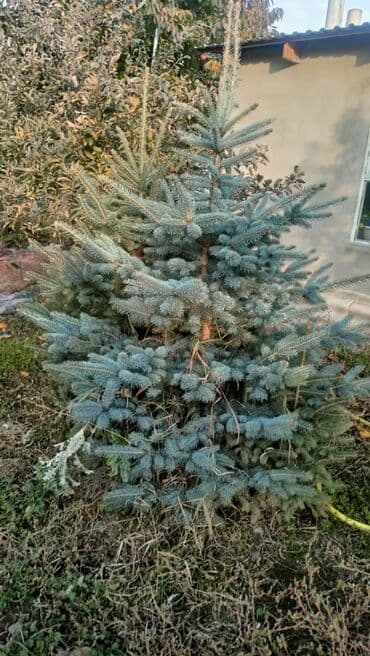 шкафы для вещей бу: Рассада деревьев: Ели — 6