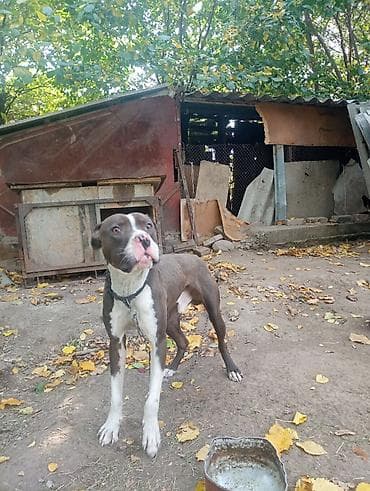 собака чау чау цена: Американский питбультерьер (кобель) - Окрас: шоколадно-коричневый с — 2