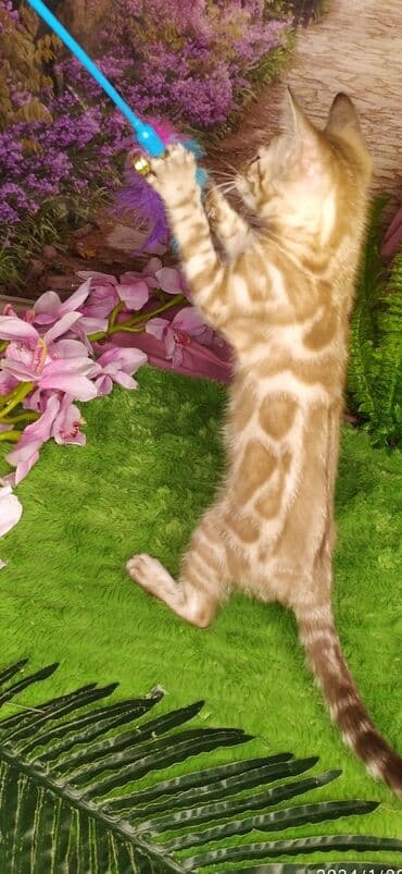 новорожденные котята: Друзья !!! питомник Бен Гла Мур с радостью предлагает новый помет. от — 20