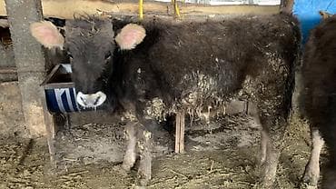 уй участок: Сатам | Музоо | Аргын | Бордоп семиртүү үчүн — 9