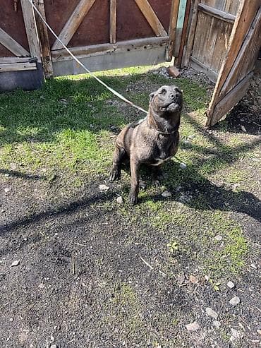 мопс маленький: Собака даром: Питбуль, 6 месяцев, Самка — 5