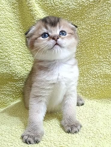 Скотиш Фолд (Шотландская вислоухая), 1 месяц, Мальчик, Золотая шиншилла, Приучена к лотку, Проглистована