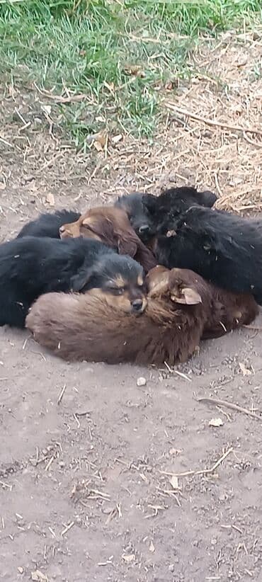 Щенки смешанных окрасов - На фото – помет пушистых щенков
