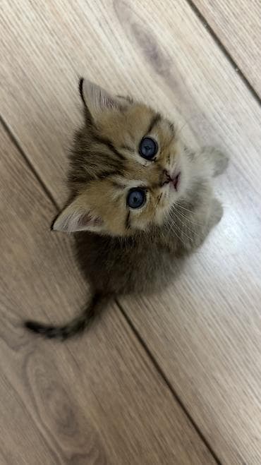 кошка каракол: 🐾 Открыта бронь на британских короткошерстных котят! 🐾Оба родителя — 7