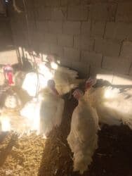 буудай баасы бишкек 2023: Продаю индюки без ГМО жывым и тушами 600 сом килограм! — 1