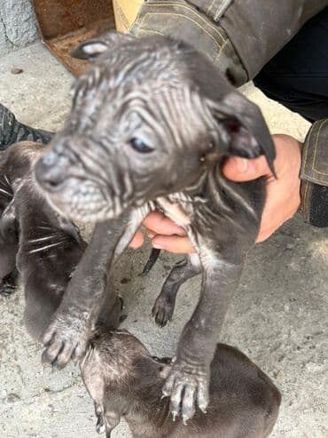 Продажа собак: Щенки (помёт на фото) Описание: пидбуль с прививкой 2 месечьные 7 — 1