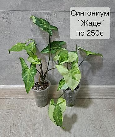 гриб медвежье ухо цена: Сингониум Jade (Жаде) - Декоративно-лиственное комнатное растение с — 2