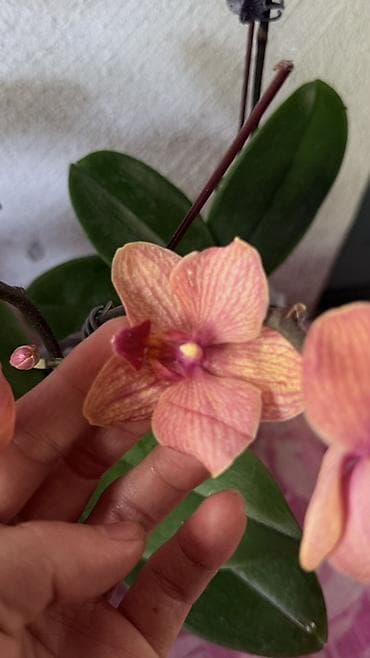 кой сойобуз: Орхидея Phalaenopsis (разные окраски, мини и стандарт) - Сортовая — 7