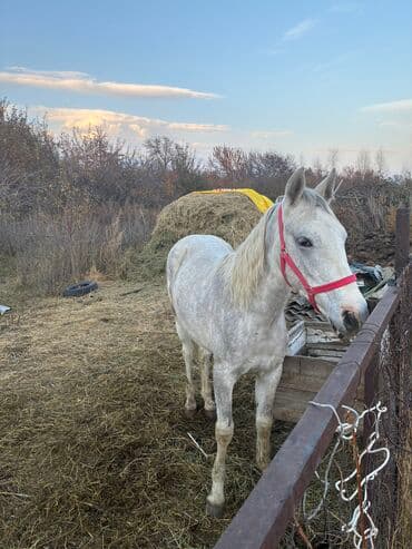 продажа пчёл: Сатам | Байтал | Ат спорту — 21