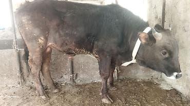 корово: Продаю | Бык (самец) | На откорм | Привязанные — 4