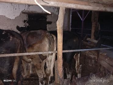 купить рыбку петушок: Продаю | Бык (самец), Тёлка | На откорм, На забой, Для разведения | Осеменитель, Не стельные, Привязанные — 3