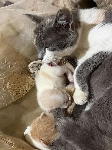 Мышыктар: Котята Бесплатно Даром от домашней кошки - Помёт разноокрасочных — 4