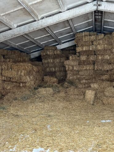 оборудование для корма: Продаю солому, хранится под крышей только от 50 штук саман, тюки — 3