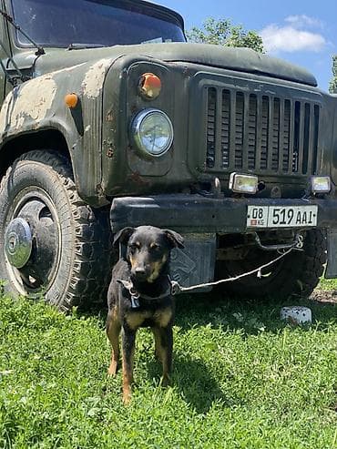 домашние кошки: Собака среднего размера, короткошёрстная, чёрного окраса с рыжими — 5
