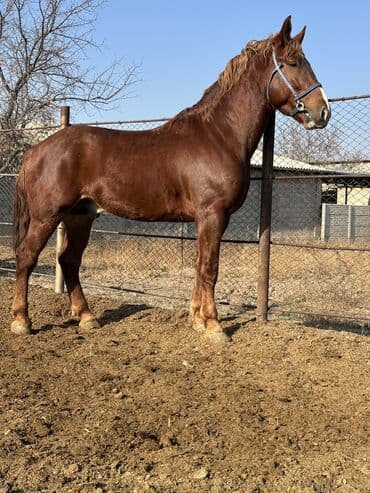 продажа щенков немецкой овчарки с документами в бишкеке: Сатам | Байтал, Жылкы (эркек) | Жумушка — 5