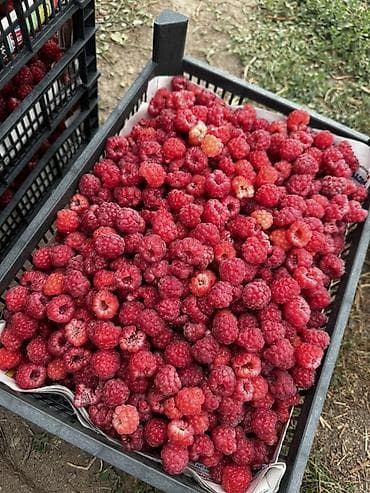 семенов кукурузы: Малина — 3