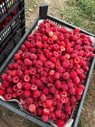 печка для отопления бишкек цена: Саженцы малины (корневые отпрыски) - Сортовая малина с высокими — 5