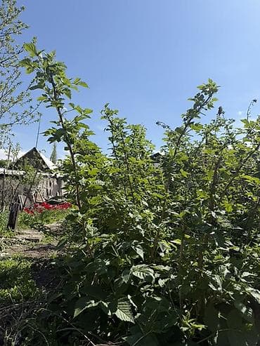 семис кой: Саженцы малины Продаю саженцы малины куст 50 сом оптом сорт :Полька — 1