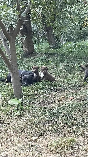 ит сатылат: Щенки Питбуль — 5