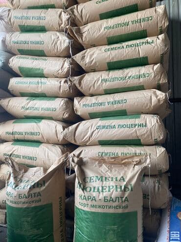 семена огурцов для теплицы в бишкеке: Беде урук оптом 7 Обласка салып жоробуз ишенимду таза кепилдик бар — 5