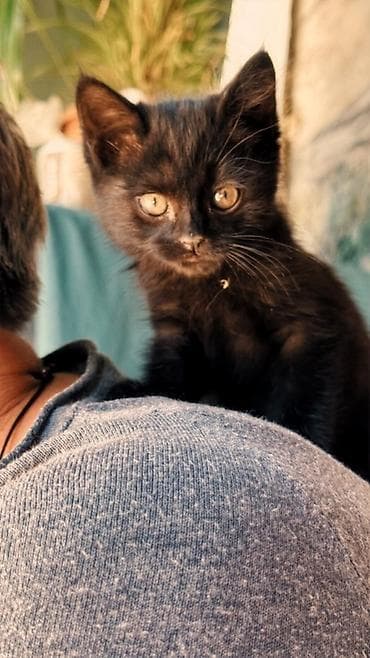 Отдам даром кошку: Кошка даром: Бомбейская, 1 месяц, Мальчик — 4