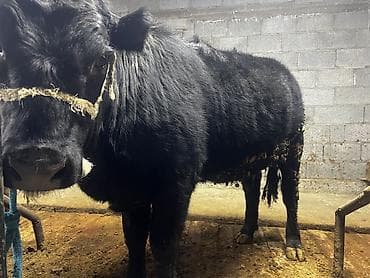 Продаю | Тёлка | Ангус | На откорм | Привязанные