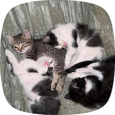 Животные: Кошка даром: Беспородная, 2 месяца, Мальчик — 4