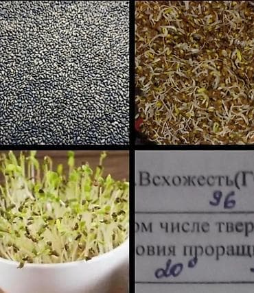 бутыли: Семена кормовых растений: Люцерна — 7