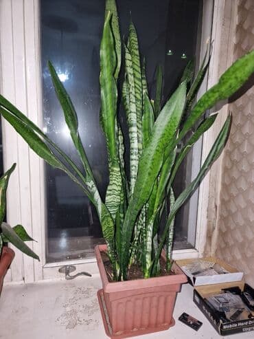 растения для аквариума: Комнатные цветы Сансивьерия санса тёщин язык В квадратном санса — 1