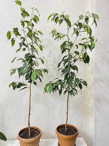 Алоэ: Фикус Бенджамина в горшке - Комнатное дерево с изящным штамбовым — 3