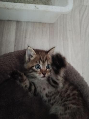 питбуль сука: Беспородная, 1 месяц, Девочка, Приучена к лотку — 2