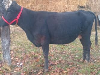 сколько стоит корова дойная: Продаю | Корова (самка) | Абердин-ангус | Для молока — 4