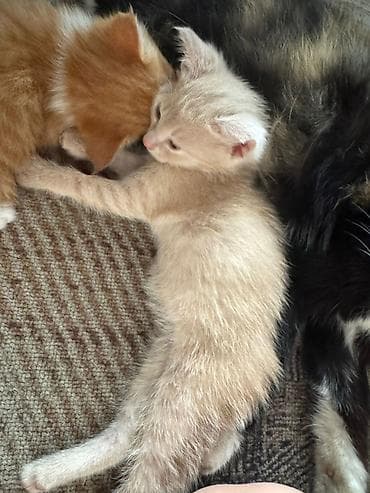 сиамские кошки котята: Милые домашние котята - Помёт из трёх малышей: два рыжих с белыми — 3