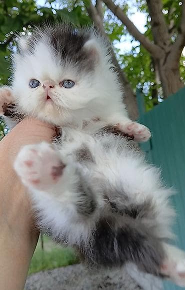 кошка мышык: Эксклюзив ! Настрящий персидский котёноккоторый может быть — 8