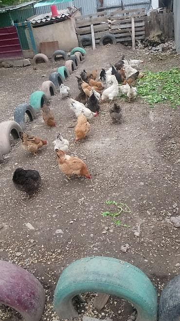 продаю бролеров: Продаю | Куры | Домашняя | Для разведения — 5