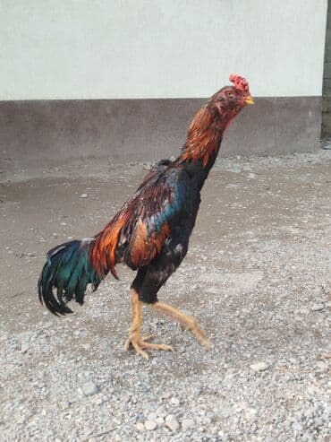 ак кой: Дакан короз сатылат тумшугу усту кеткен алмашу жолдору бар адрес — 1