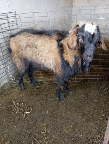 dog chow: Продаю | Козёл (самец) | Полукровка — 1