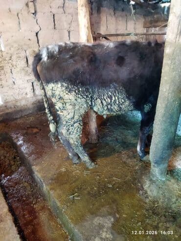 животные крс: Продаю | Тёлка | Для разведения — 5