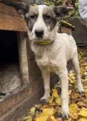 собака бульдок: Собака даром: Алабай, 5 месяцев, Самка, С прививкой — 4