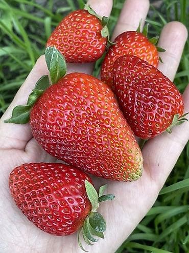 слива ягоды: Клубника — 2