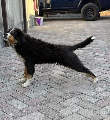 Ит кууту: Берн зенненхунд, 6 айлык, Эркек, Эмделген — 6