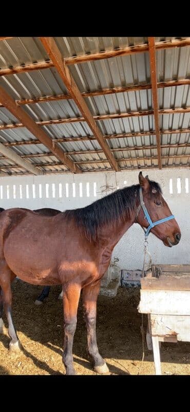 Рыбы: Продаю | Конь (самец), Жеребец | Полукровка | На забой, Рабочий, Конный спорт | Осеменитель — 1